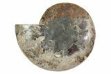 Cut & Polished Ammonite Fossil (Half) - Madagascar #371452-1